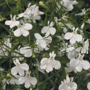 Lobelia erinus 'White'