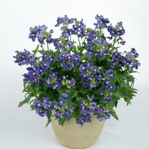 Nemesia fruticans 'Dark Blue'