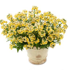 Nemesia fruticans 'Sunshine'