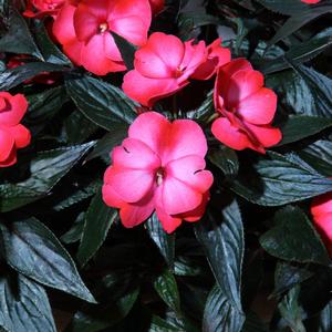 Impatiens hawkeri 'Dark Pink Flame'