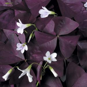 Oxalis 'Wine'