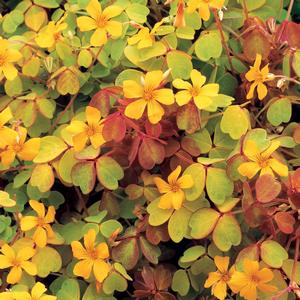 Oxalis vulcanicola 'Molten Lava'