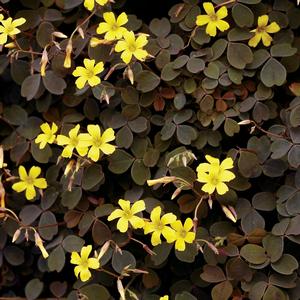 Oxalis vulcanicola 'Zinfandel'