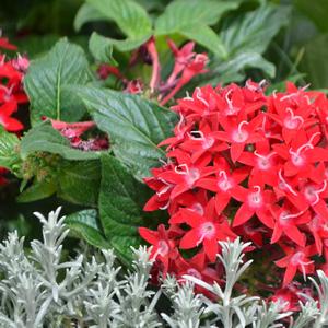 Pentas lanceolata 'Red Velvet'