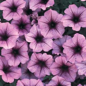 Petunia 'Bordeaux'