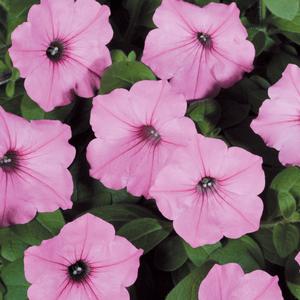 Petunia 'Bubblegum'