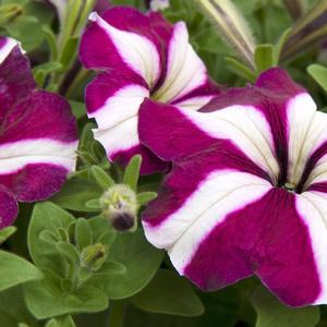 Petunia 'Burgundy Star'