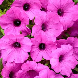 Petunia 'Jazzberry'