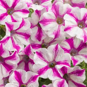 Petunia 'Lovie Dovie'