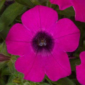 Petunia 'Magenta'