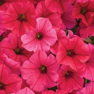 Petunia 'Paradise'