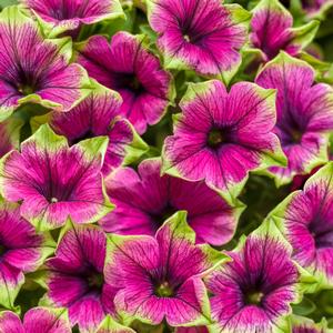 Petunia 'Picasso in Purple®'