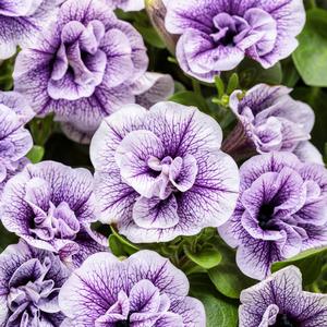 Petunia 'Priscilla'