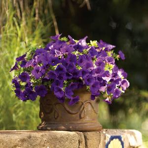 Petunia 'Royal Velvet'