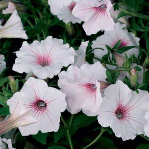 Petunia 'Silverberry'