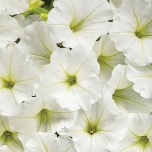 Petunia 'Snowdrift'