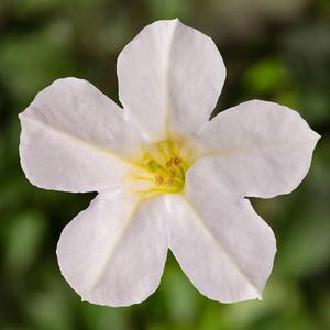 Petunia 'White'