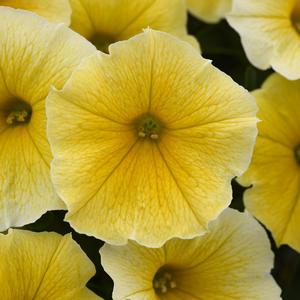 Petunia 'Bee's Knees'