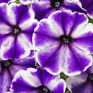 Petunia 'Blue Ice'