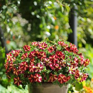 Petunia 'Cha-Ching Cherry'