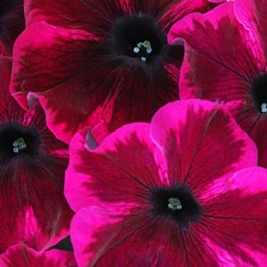 Petunia 'Cosmic Purple'