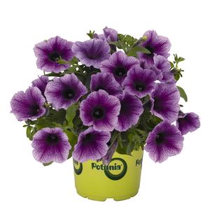 Petunia 'Potunia Plus Denim'