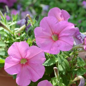 Petunia 'Potunia Plus Pinkalicious'