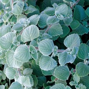 Plectranthus coleoides 'Nicolleta'