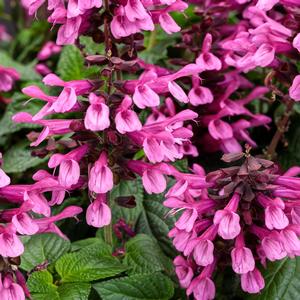 Salvia 'Pink'