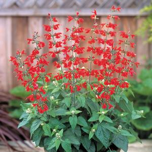 Salvia coccinea 