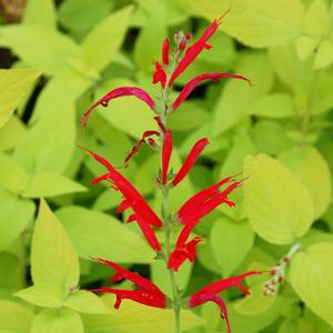 Salvia elegans 'Golden Delicious'