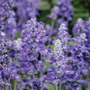 Salvia farinacea 'So Blue'