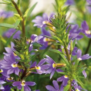 Scaevola aemula 'Blue'