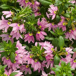 Scaevola aemula 'Pink Wonder'