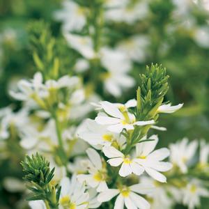 Scaevola aemula 'White'