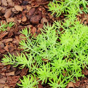 Sedum mexicanum 'Lemon Coral'