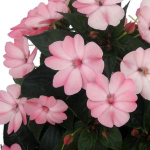 Impatiens 'Blush Pink'