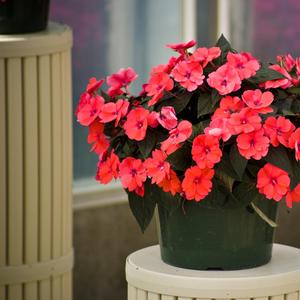 Impatiens 'Deep Rose'