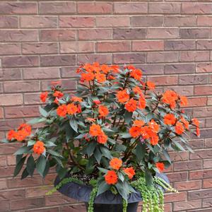 Impatiens 'Electric Orange'