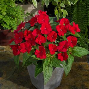 Impatiens 'Fire Red'