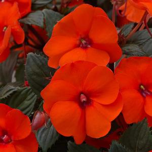 Impatiens 'Hot Coral'