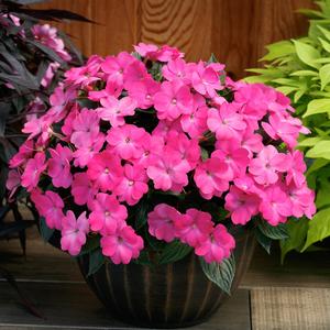 Impatiens 'Hot Pink'