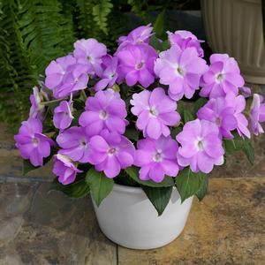 Impatiens 'Orchid'