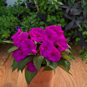 Impatiens 'Purple'