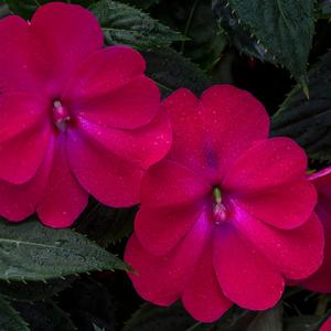 Impatiens 'Rose Glow'