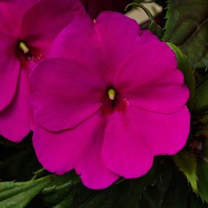 Impatiens 'Royal Magenta'