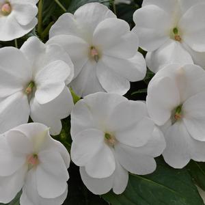 Impatiens 'White'