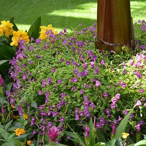 Torenia 'Amethyst'