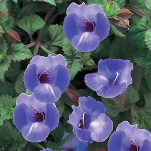 Torenia 'Blue'