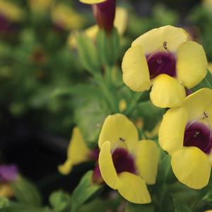 Torenia 'Gilded Grape'